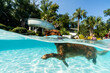 © Stacy Howell - Dog swimming in a pool