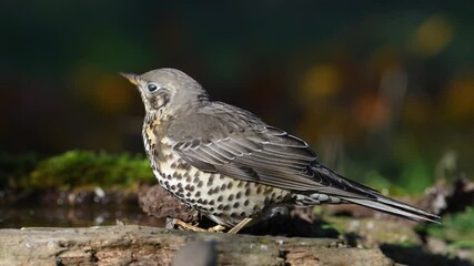 Wall Mural - Mistle Thrush Turdus viscivorus Drinking Water in the Forest. Slow Motion. Close up. 4k.