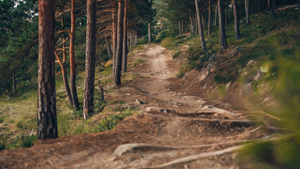 Wall Mural - A challenging mountain bike trail twisting through tall pines, with rocky obstacles and roots, showcasing the exhilaration of forest cycling.