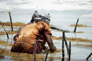 Wall Mural - Jambiani, Zanzibar -October 2024: Woman harvesting seaweed during low tide