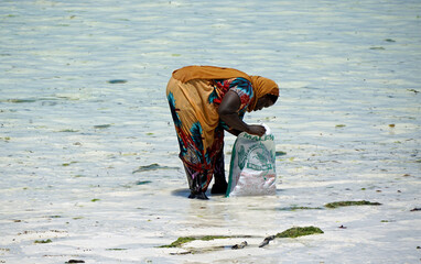 Wall Mural - Jambiani, Zanzibar -October 2024: Woman harvesting seaweed during low tide