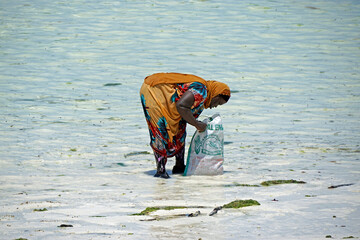 Wall Mural - Jambiani, Zanzibar -October 2024: Woman harvesting seaweed during low tide