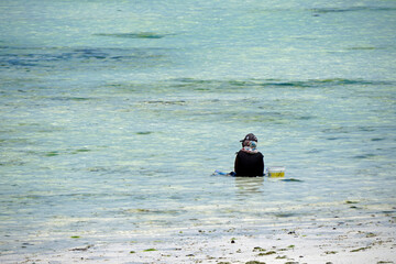 Wall Mural - Jambiani, Zanzibar -October 2024: Woman harvesting seaweed during low tide