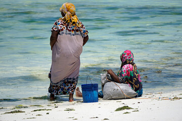 Wall Mural - Jambiani, Zanzibar -October 2024: Woman harvesting seaweed during low tide