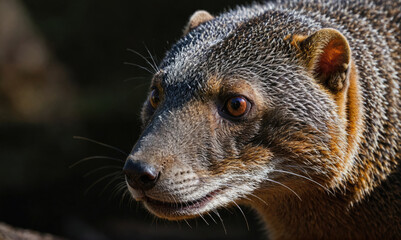 Wall Mural - a close-up of a brown and gray fossa looking intently at the camera in madagascar