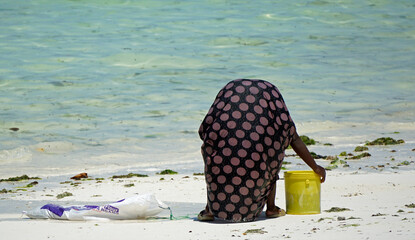 Wall Mural - Jambiani, Zanzibar -October 2024: Woman harvesting seaweed during low tide