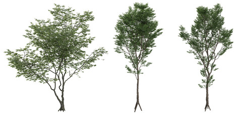 Collection of Elm Trees collection with realistic style