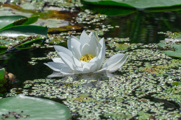 Flower lotus of white water lily grows and bloom in river close-up. Nymphaea alba it has roots are long and floating wide green leaves. Blossom herbaceous aquatic plant of family nymphaeum in lake.