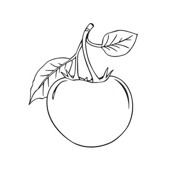 continuous black line art a Cranberry line drawing Fruit Clip Art, vector line art, isolated white background