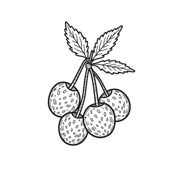 continuous black line art a Cranberry line drawing Fruit Clip Art, vector line art, isolated white background
