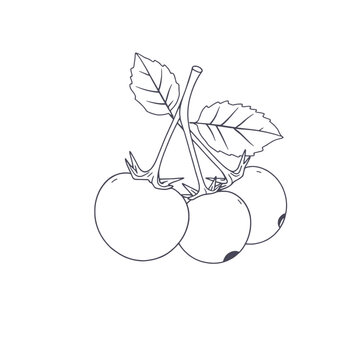 continuous black line art a Cranberry line drawing Fruit Clip Art, vector line art, isolated white background