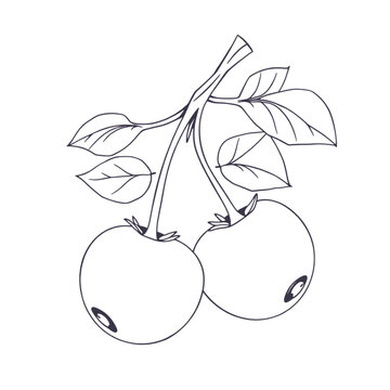 continuous black line art a Cranberry line drawing Fruit Clip Art, vector line art, isolated white background