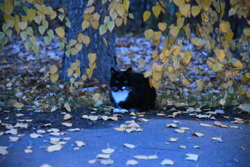 Wall Mural - A black cat with yellow eyes is sitting on a white background. The cat's eyes are wide open, giving it a curious