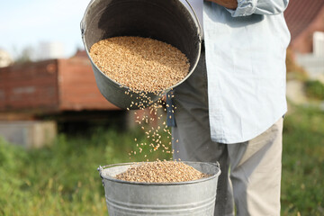 Wall Mural - Senior man pouring wheat grains into bucket outdoors, closeup