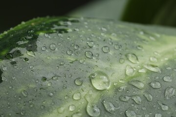 Wall Mural - plant with water drops on leaf, macro view