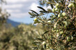© Ezgi - Fresh green olives on the olive tree