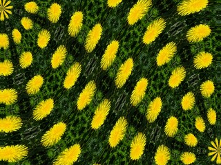 Poster - Yellow flowers of Common dandelion, Taraxacum officinale on background of green grasses - abstract graphics with effect of space and waves. Topics: computer art, wallpaper, blooming, beauty of nature
