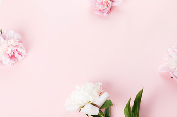 Wall Mural - romantic composition, delicate white peonies flowers close-up. fragrant pink petals. beauty, wedding