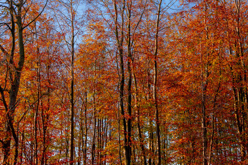 Wall Mural - Beautiful Autumn forest, Yellow, Orange and green leaves on tree trunks, Colourful wood in fall season with red brown leaves under blue sky and sunlight, countryside of Netherlands, Nature background.