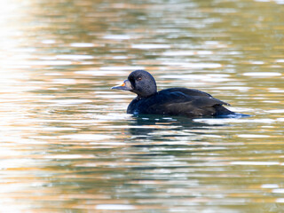 Wall Mural - Common scoter, Melanitta nigra