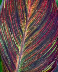 Sticker - canna leaf