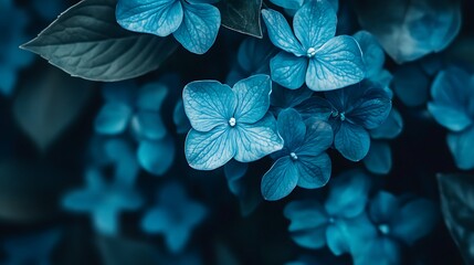 Canvas Print - A close-up of vibrant blue flowers with intricate petals and leaves.