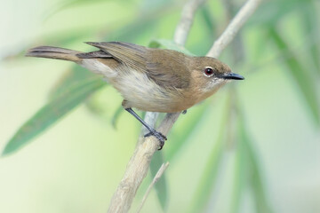 A wild large-billed gerygone (Gerygone magnirostris) perched on a branch with blurred, woodland background of leaves