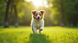 © malangAZ - A puppy running on the meadow on a sunny day.