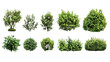 © Sawitree - Various types of lush green bushes, white isolate background.