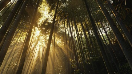 Aufkleber - Golden sunlight illuminates a dense bamboo forest creating a tranquil nature scene for relaxation and reflection