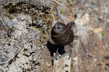 Wall Mural - Eurasian Wren (Troglodytes troglodytes) in its habitat. The Eurasian Wren is a tiny, brown songbird with a short tail, found in woodlands, gardens, and hedgerows across Europe and Asia. 