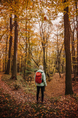 Wall Mural - hiking in autumn forest. woman with backpack looking at woodland. hike and exploration in nature at 