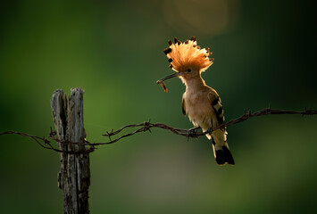 Wall Mural - eurasian hoopoe bird in early morning light ( upupa epops )