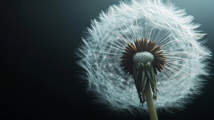 Aufkleber - A close up of a dandelion with its seeds blowing in the wind