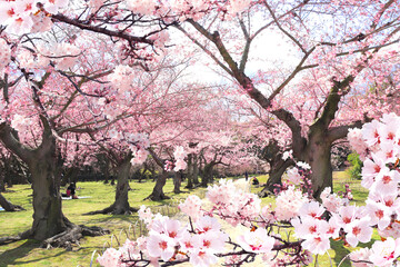 Aufkleber - Blooming sakura trees in Koishikawa Korakuen garden, Okayama, Japan. Japanese hanami festival. Cherry blossoming season in Japan. Beautiful nature spring scene with a branch of blooming sakura