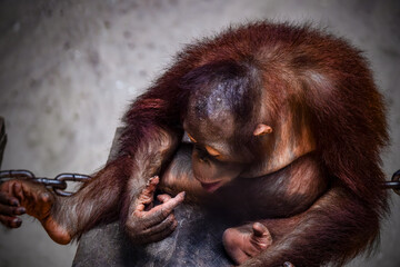 Wall Mural - Portrait of baby bornean orangutan