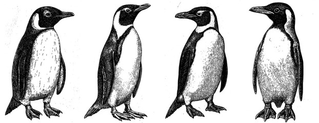 Penguin illustration in black and white linear paint