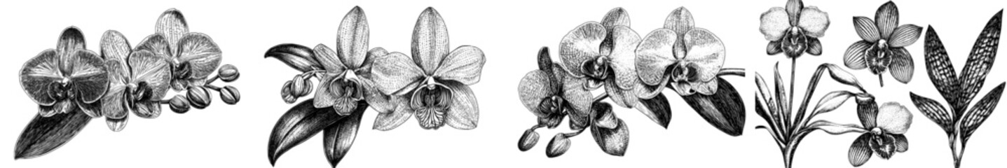 drawing of orchid flower and leaf with line art.