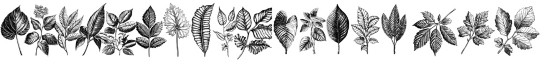 Wall Mural - A set of black linear hand-drawn twigs isolated on white in a bohemian aesthetic. Elegant vintage doodled herbs for wedding invitations. Drawing of foliage inspiration.