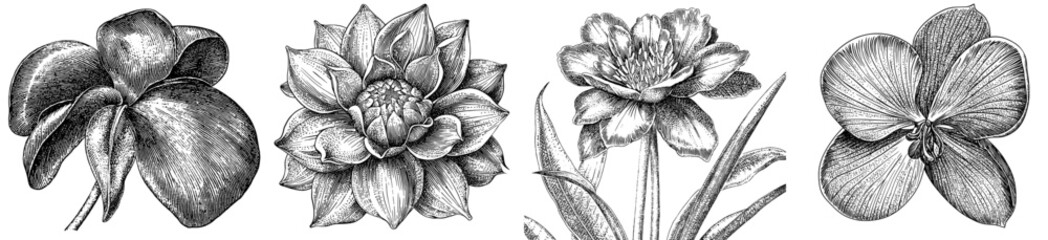 Exotic Red Flower Botanical Vintage Illustration - Abstract