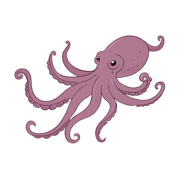 Vector Cartoon Octopus Cephalopod Color Illustration