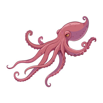 Vector Cartoon Octopus Cephalopod Color Illustration