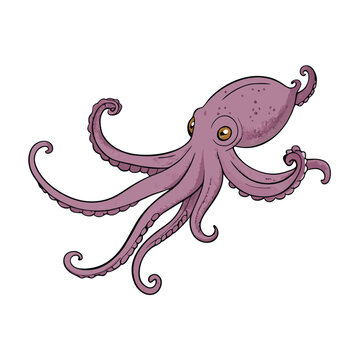 Vector Cartoon Octopus Cephalopod Color Illustration