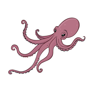 Vector Cartoon Octopus Cephalopod Color Illustration