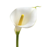 White calla lily flower isolated on white background