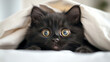© สรศักดิ์ ธรรมวงษ์ษา - An adorable black cat peeks out from underthe covers, eyes lively and adorable, full ofcuriosity and excitement.