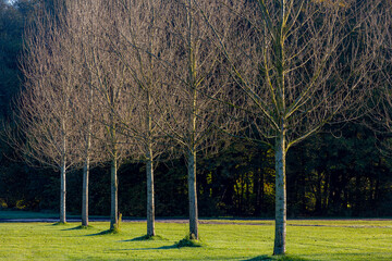 Wall Mural - Row or line of bare trees on green meadow, Leafless tree trunks with twigs on grass field in winter, Amsterdamse Bos (Forest) Park in the municipalities of Amstelveen and Amsterdam, Netherlands.