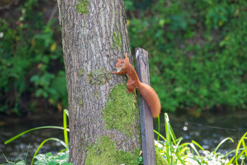 squirrel with nuts on a tree trunk