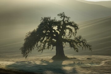 Poster - A solitary tree stands tall in a misty landscape.