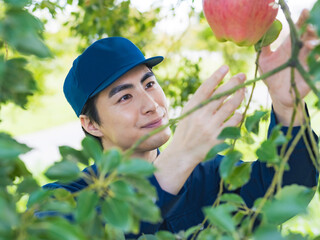 Aufkleber - 果樹園、果樹、農家、農業、生産者、リンゴ、男性、栽培、収穫、笑顔、自然、管理、フルーツ、果樹農家、果物、日本人、病気、災害、確認、チェック、りんご、作物、環境、食品、ブランド、生産、農園、観光、リンゴ狩り、成熟、除袋、農協、ふるさと納税、産地直送、作業、作業員、スタッフ、仕事、職業、品種改良、台風、経営、肥料、加工、D2C、豊作、期待、嬉しい、喜ぶ、人物
